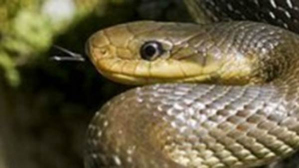 போஸ்ட் மார்ட்டம் போஸ்ட் மார்ட்டம்