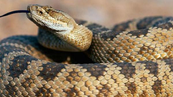 சந்தேகம் சந்தேகம்