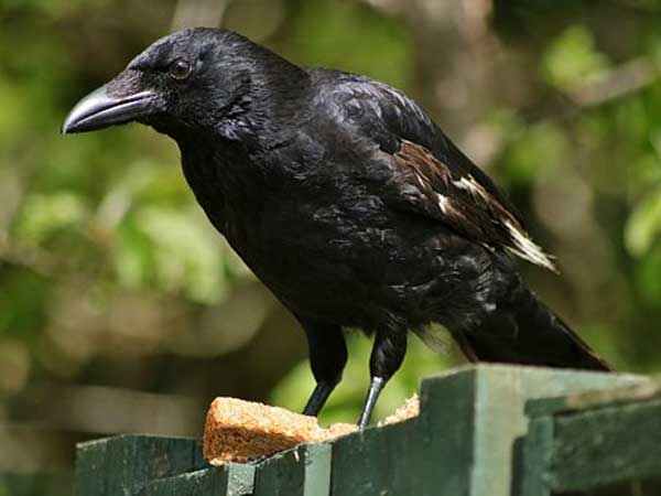 காகத்திற்கு எள் சாதம் 