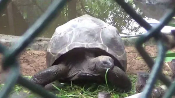 ஆமையின் உடலில் மருத்துவ நலன்கள் 