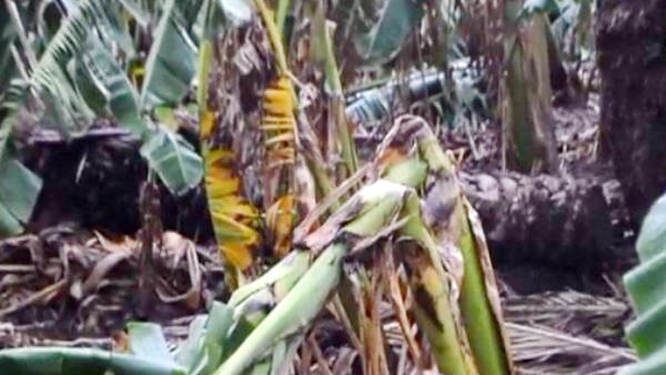 விளை நிலங்கள் 