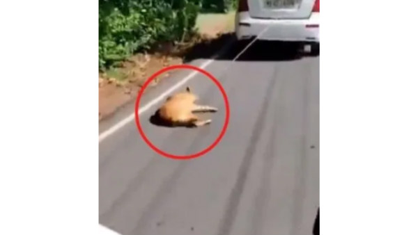 இளைஞர் இளைஞர்