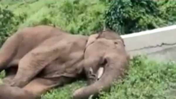  மக்னா யானை மரணம்