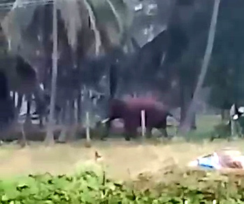 Elderly man died after being attacked by a wild elephant near Coimbatore 