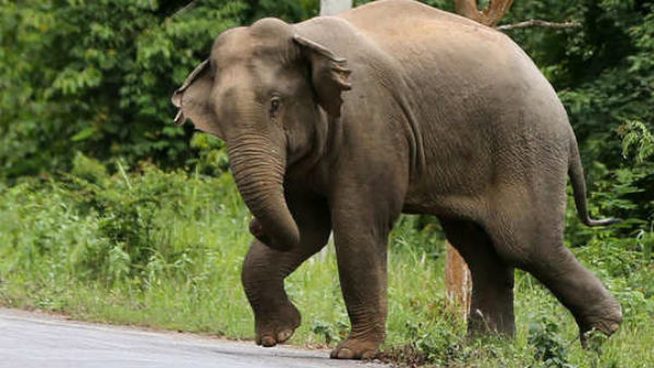 பெரும் சோகம் 