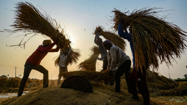 All Devata Homa with powerful samiths on National Farmers Day 