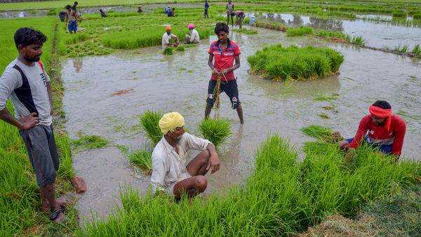 விவசாயிகளுக்கு நன்றி 