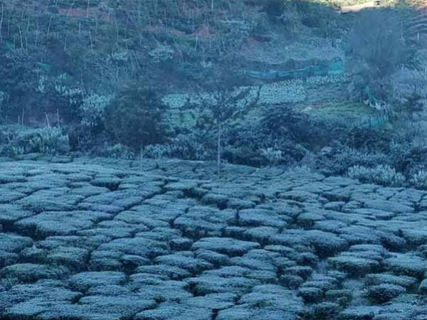 Heavy fog in Nilgiris District and public affect 