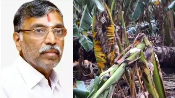 5 lakh acres of crops damaged in Tamil Nadu 5 lakh acres of crops damaged in Tamil Nadu