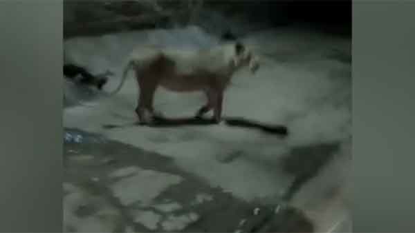 சிங்கங்கள் 