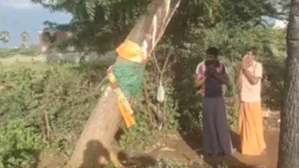 Milk coming from Neem tree in Tenkasi district 