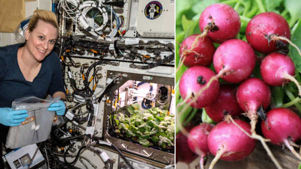 Radish Harvest at the International Space Station Radish Harvest at the International Space Station