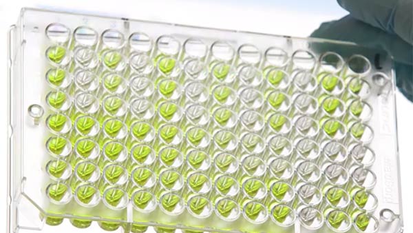 தடுப்பாற்றல் எவ்வளவு