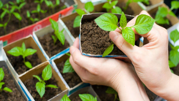 மாடித் தோட்டம் 