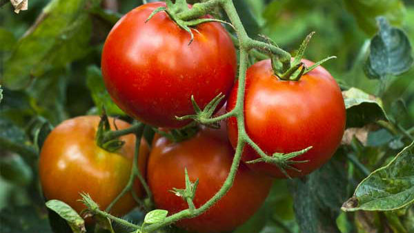 தக்காளி பழங்கள் 