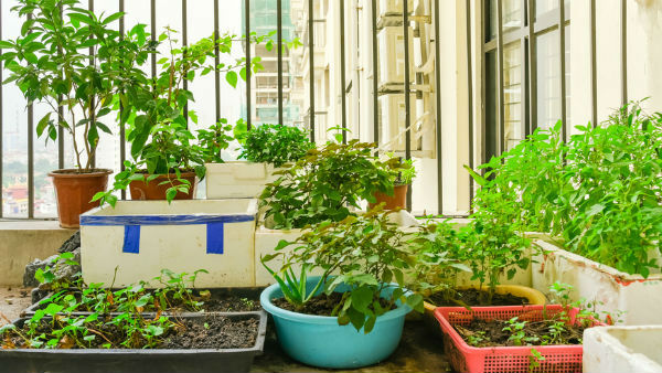 குட்டித் தோட்டமும் ஓகேதான் 