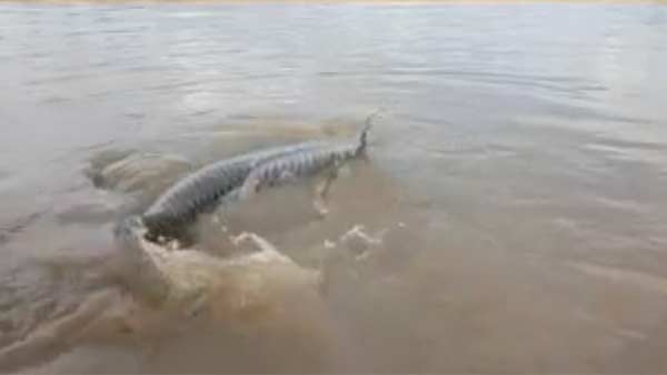 மீனவர் வலையில் சிக்கிய 106 கிலோ கட்லா மீன் 