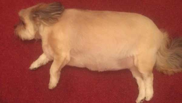 Small dog eats turkey and then collapses on the floor unable to move, viral photo Small dog eats turkey and then collapses on the floor unable to move, viral photo