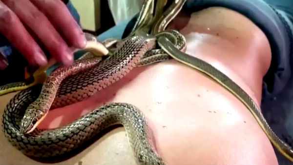 முதுகில் பாம்பு முதுகில் பாம்பு