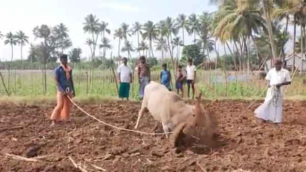 People giving trainings to the bulls preparing for the Alankanallur 