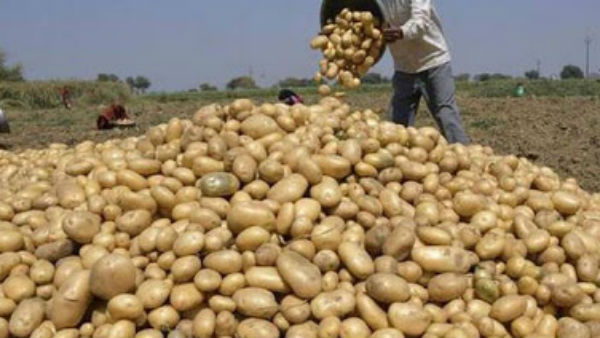 உருளைக் கிழங்கு விவசாயம் 