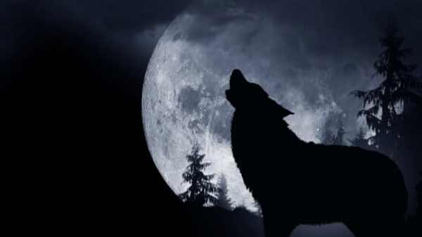 புத்தாண்டு வாழ்த்துக்கள்