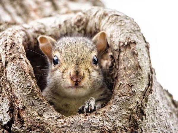 Sillunnu Oru Anubavam Rosukutti written by Vijaya Giftson 