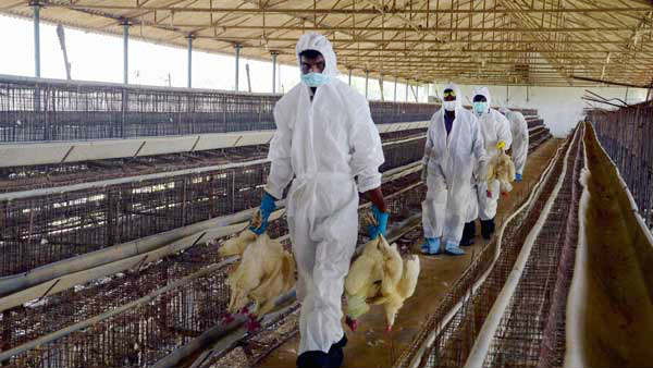  பறவைக்காய்ச்சல் தீவிரம் 