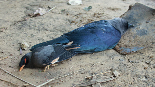 Bird flu panic near Mettur in Salem district 