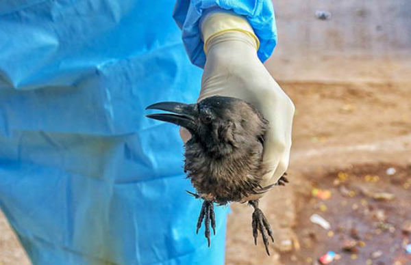 எச்5என்1 வகை பறவைக் காய்ச்சல் 