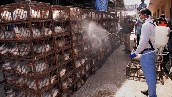 300 காகங்கள் உயிரிழப்பு 