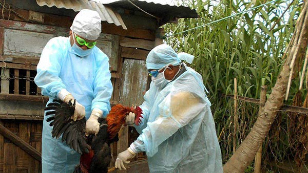 கோழி இறைச்சிக்கு தடை 