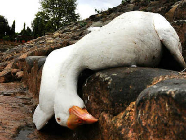 கேரளா வாத்துப் பண்ணை 