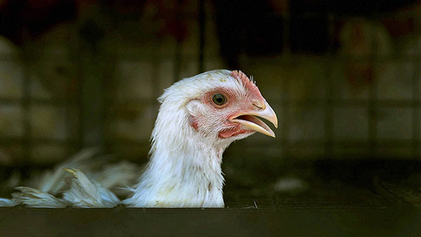 கோழிப் பண்ணைகள் 