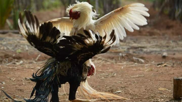 Celebrate Pongal with Native Specials Pongal Combo