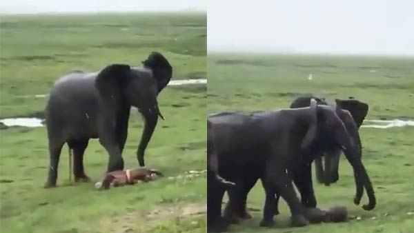 Elephant gives birth to young one in a rainy day, Video Goes Viral Elephant gives birth to young one in a rainy day, Video Goes Viral