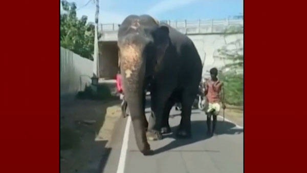 காயம்பட்ட யானை 