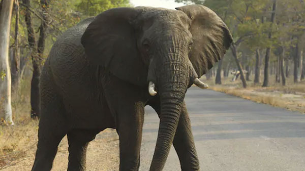  போஸ்ட் மார்ட்டம்