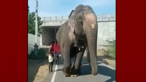 பரிதாபமாக இறந்தது 