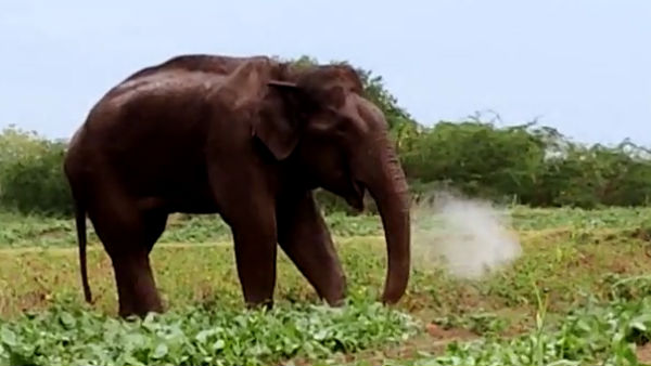 யானைகள் மீது தாக்குதல் 