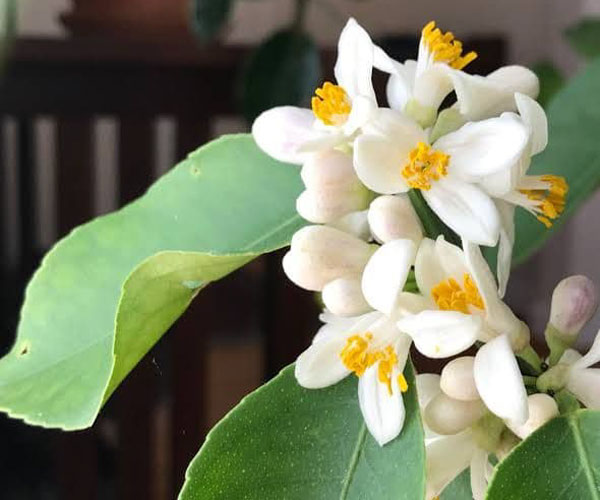 Sillunnu Oru Anubavam Lemon tree written by Vijaya Giftson 