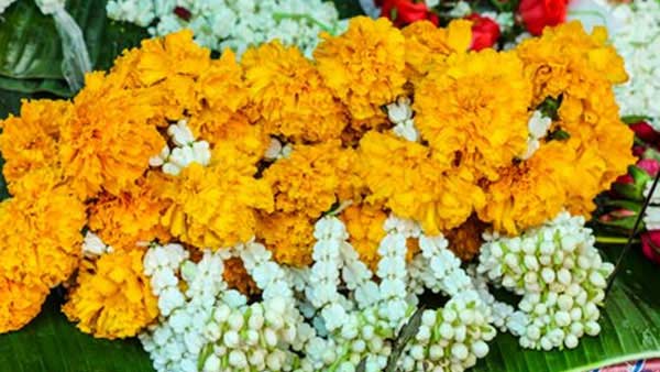 Sathyamangalam Farmers happy on Increase of flowers price Sathyamangalam Farmers happy on Increase of flowers price