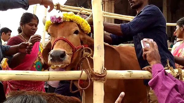 Mattu Pongal 2021: Gomatha Poojai for Mattu Pongal day important benefits Mattu Pongal 2021: Gomatha Poojai for Mattu Pongal day important benefits