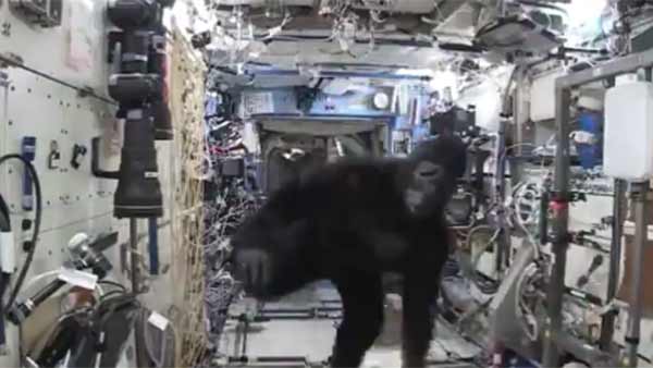 விண்கலத்தில் கொரில்லா 