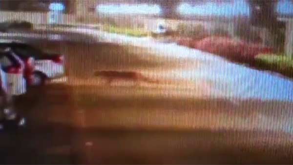 வனத்துறை ரோந்து 