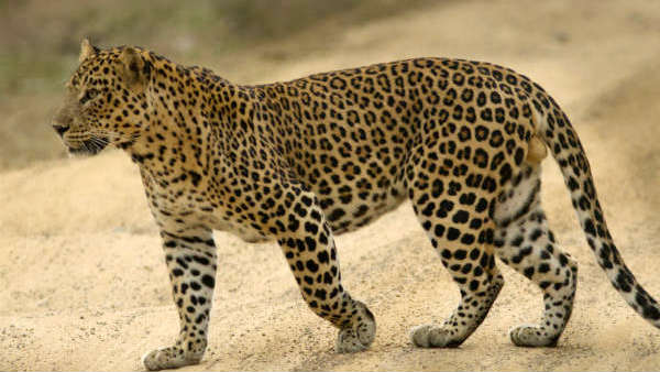 சிறுத்தை பிடிபடவில்லை 