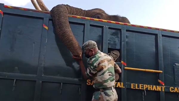 பெள்ளன்