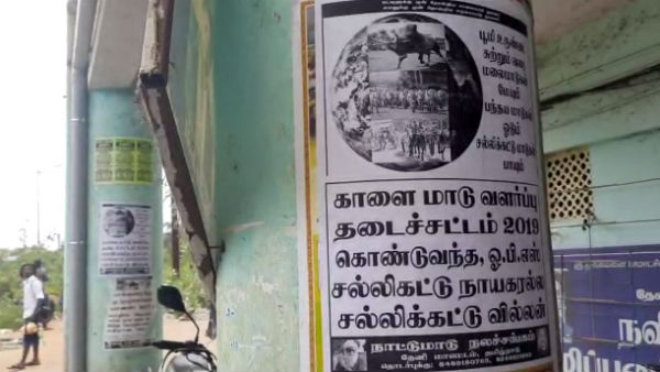 நாட்டு மாடுகள் நாட்டு மாடுகள்