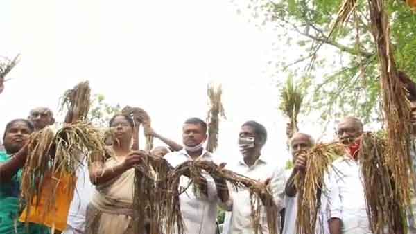 20 ஆயிரம் ஏக்கர் பயிர்கள் 