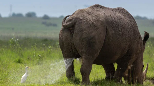 காண்டாமிருகம் 